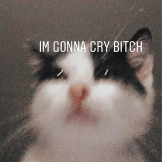😢 b53087fa IM GONNA CRY BITCH mèo, meme, vui, khóc, động vật whatsapp sticker