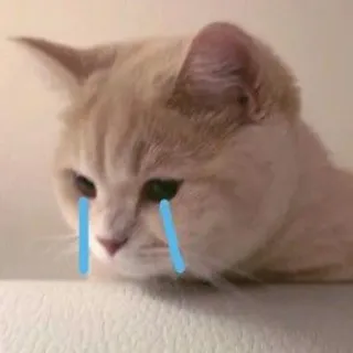 😭 c11aeb2d mèo, khóc, buồn, nước mắt, biểu tượng cảm xúc, meme whatsapp sticker