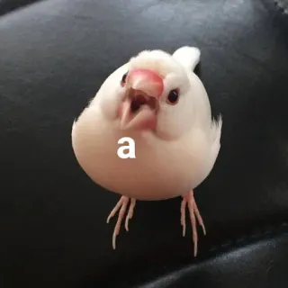 😱 c45862fa a chim, động vật, trắng, dễ thương whatsapp sticker