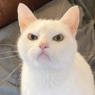 ☹️ ca6918b9 mèo, động vật, mèo trắng, khó tính, thuộc họ mèo, vật nuôi, thú cưng whatsapp sticker