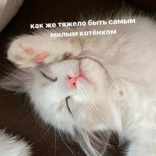 💗 d9f1f7b0 как же тяжело быть самым милым котёнком mèo, mèo con, dễ thương, động vật, thú cưng, ngủ whatsapp sticker