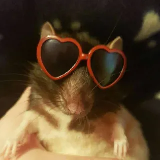 😎 dbe4d17c chuột hamster, kính râm, kính hình trái tim, dễ thương, động vật, gặm nhấm whatsapp sticker