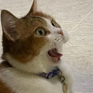 😱 e4be9d01 mèo, động vật, thú cưng, động vật có vú, mèo nhà, sốc, há miệng whatsapp sticker