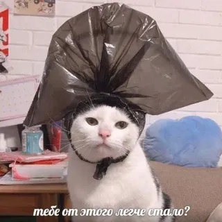 💔 e74d5aae тебе от этого легче стало? mèo, túi rác, hài hước, meme, nga, động vật whatsapp sticker
