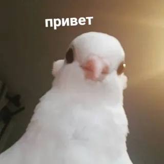 ✌️ ea7c7c4e привет chim, bồ câu, xin chào, xin chào, dễ thương, động vật, trắng whatsapp sticker