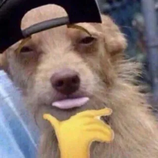 😎 ea8e68ee chó, động vật, vui nhộn, meme, mũ, emoji, dễ thương, lưỡi whatsapp sticker