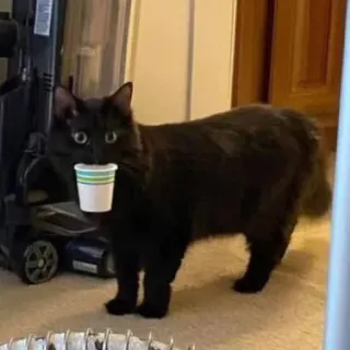 😕 eb69f670 mèo, mèo đen, cốc, thú cưng, động vật, dễ thương whatsapp sticker