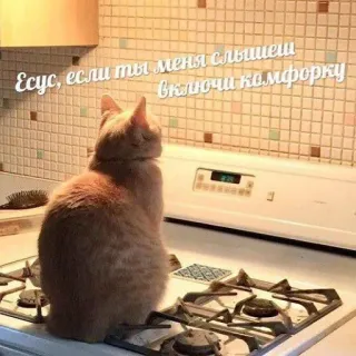 😧 fe197c1e Есус, если ты меня слышешь включи комфорку mèo, nhà bếp, bếp, hài hước, meme whatsapp sticker