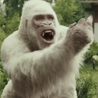 🖕 13402da6 gorila, mono, dedo corazón, ofensivo, animal, blanco telegram sticker