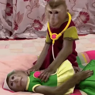 🧑‍⚕️ 366ab9ba mono, doctor, paciente, animal, estetoscopio, hospital, mascota telegram sticker