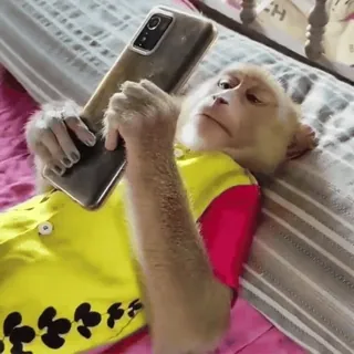📱 3eb5b41b mono, animal, teléfono, simio, mamífero, lindo telegram sticker