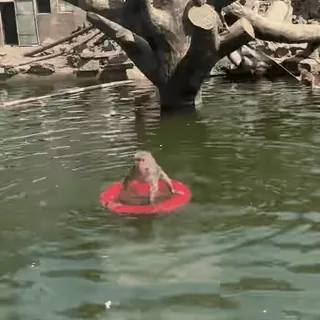 🏊 4d122484 mono, natación, piscina, animal, fauna, naturaleza telegram sticker