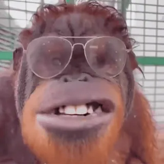 😐 6165d863 orangután, mono, animal, gafas de sol, primate, zoo telegram sticker