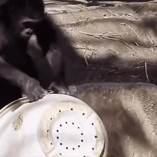 🥴 80e40c3f gorila, animal, zoo telegram sticker