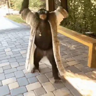 🤩 8249e7fb mono, chimpancé, animal, simio, abrigo, moda, lindo telegram sticker