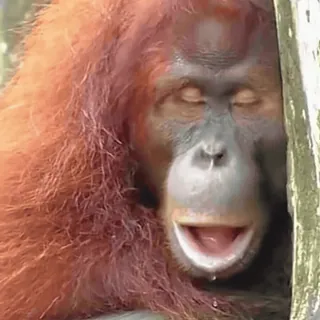 😴 8338f3b9 Orangután, Simio, Animal, Primate, Mamífero, Fauna telegram sticker