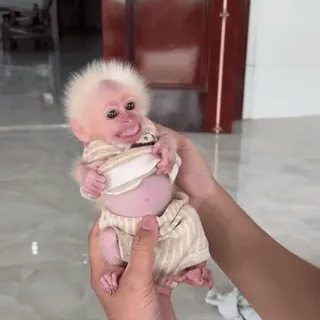 🤬 8f4ef579 mono, albino, mono bebé, animal, lindo, primate telegram sticker