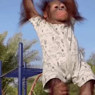 🤪 95b0a51b mono, animal, orangután, primate, lindo, juguetón, naturaleza, aire libre telegram sticker