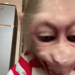 🙉 a3d27709 telegram sticker