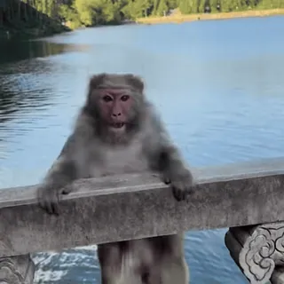 😡 a61238f0 mono, animal, naturaleza, lago, puente telegram sticker