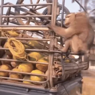 🚗 bdb28dee mono, vehículo, cocos, animal, camión, jaula, tropical, fruta telegram sticker