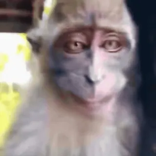 😬 bfd0fa5b mono, animal, primate, fauna telegram sticker