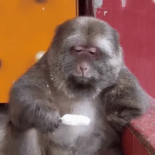 🍦 dd6f6794 mono, helado, animal, lindo, polo telegram sticker