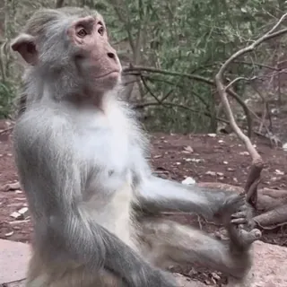 🧘 e6567f7f mono, animal, fauna, primate, naturaleza, mamífero telegram sticker