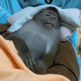 🤧 f267c0cc mono, toalla, dormilón, lindo, animal, primate, relajante telegram sticker