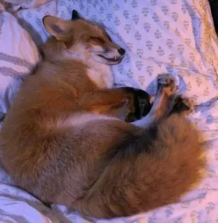 🦊 ad85ccd6 zorro, animal, dormir, cama, lindo, mamífero telegram sticker