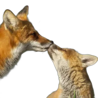 FopsButNoBackground telegram stickers