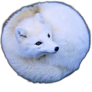 FopsButNoBackground whatsapp stickers