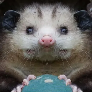 FopsButNoBackground whatsapp stickers