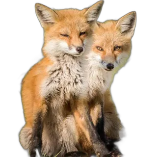 FopsButNoBackground whatsapp stickers