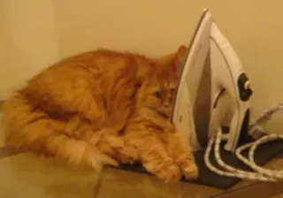 😒 10c63fdd gatto, ferro, gatto arancione, animale domestico, animale da compagnia, divertente, elettrodomestico telegram sticker