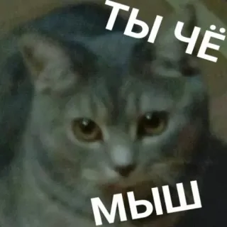 😑 3692490a ТЫ ЧЁ
МЫШ gatto, topo, animale, animale domestico, divertente, meme telegram sticker