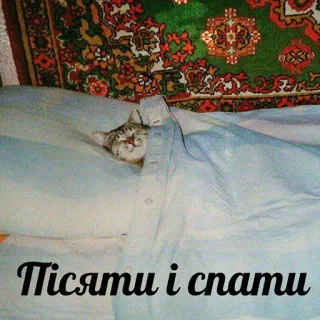 😴 3cfe62a3 Пісяти і спати gatto, dormire, letto, animale, carino, divertente, dormendo telegram sticker