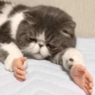 😫 3d0f985b gatto, mani, divertente, animale, gattino, meme telegram sticker