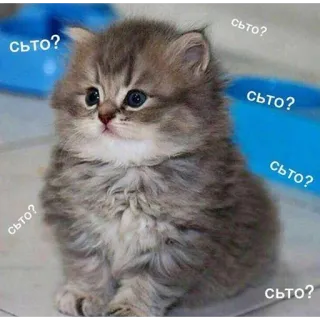 😐 45b1c39a сьто? gattino, gatto, carino, animale, animale domestico, grigio telegram sticker