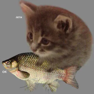 😏 5cb92f11 лети
ОК gatto, pesce, animale, animale domestico, gattino telegram sticker