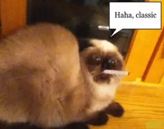 👌 5f22f334 Haha, classic gatto, sigaretta, divertente, meme, animale, haha, classico telegram sticker