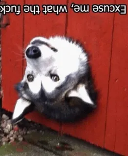🤔 76554511 Excuse me, what the fuck cane, husky, meme, divertente, animale, animale domestico telegram sticker