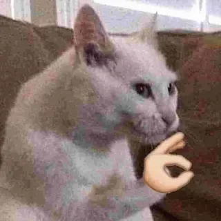 👌 a4014647 gatto, meme, divertente, ok gesto mano, animale telegram sticker