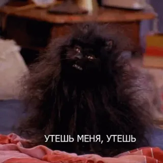 😞 c6e1264d УТЕШЬ МЕНЯ, УТЕШЬ gatto, gatto nero, russo, testo, triste, soffice telegram sticker