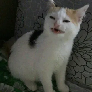 😁 ca89d5de gatto, animale, meme, divertente, animale domestico, carino, animale domestico telegram sticker