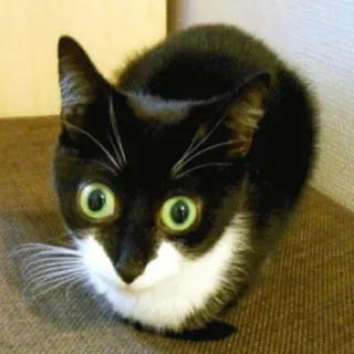 😳 cd913c83 gatto, bianco e nero, animale, animale domestico, carino, gatto tuxedo telegram sticker