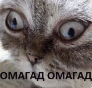😱 da2b590b ОМАГАД ОМАГАД gatto, divertente, meme, scioccato, sorpreso telegram sticker