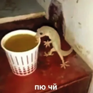 ☕️ dde04a61 пю чи lucertola, bevanda, tazza, rettile, tè telegram sticker