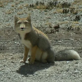 😐 e851c4ef volpe, animale, fauna selvatica, mammifero, natura, all'aperto telegram sticker