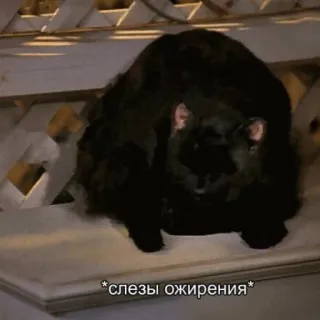 😨 f1890e2a *слезы ожирения* gatto, gatto nero, meme, divertente, animale telegram sticker